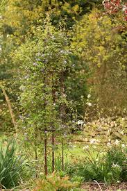 Wrought Iron Garden Obelisks Lovetoknow