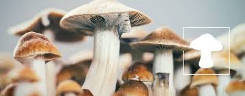 How To Grow Magic Mushrooms Indoors 3