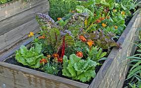 A Quick Guide To Growing Vegetables At
