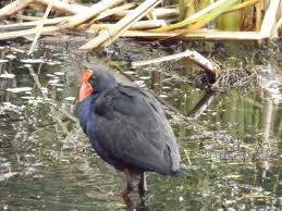 A Pukeko Tale Tail Ordinarygoodness