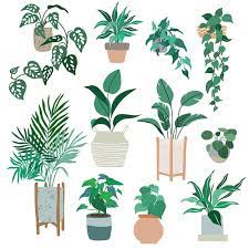 House Plants In Pots Trendy Hand Drawn
