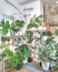 25 Unique Indoor Plant Decor Ideas