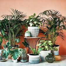 Plants Architectural Digest
