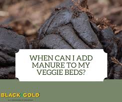 Adding Manure To Gardens Black Gold