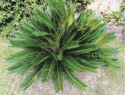 Gardening A Plant With Combs