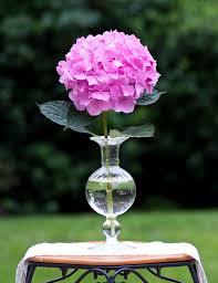 Hydrangeas For Cut Flowers How To