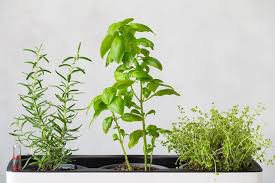 Plant Kitchen Herb Plants