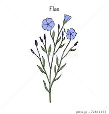 Flax Plant With Flowers Stock