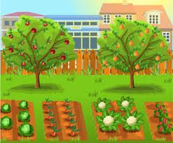 Vegetable Garden Cartoon Images