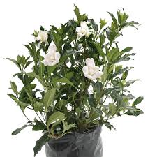 Gardenia Jasminoides Augusta
