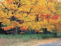 Top Trees For Colorful Fall Foliage