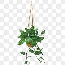 Hanging Plants Png Transpa Images