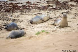 Baby Elephant Seals Learn Survival