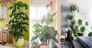 Tropical Indoor Plants