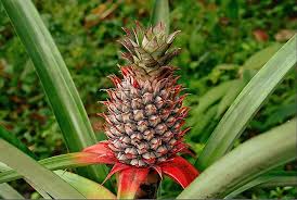 Pineapple Wikipedia