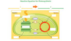 Photosynthesis Equation And Input