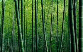 Bamboo Forest Background Images Free