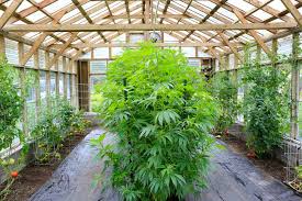 Growing Indoors With Natural