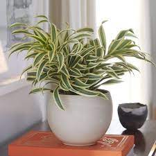 25 Small Indoor Plants That Need Low