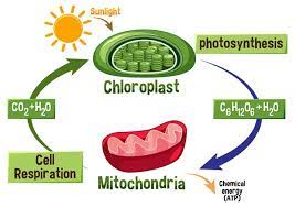 Cellular Respiration Vector Images