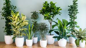 Plants That Help Purify Air Fsii