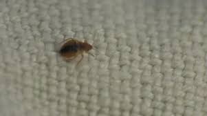Bed Bugs Stock Footage Royalty