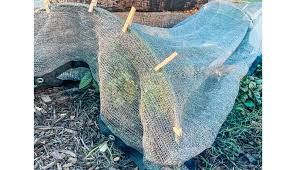 Diy Shade Cloth For Your Garden Plants