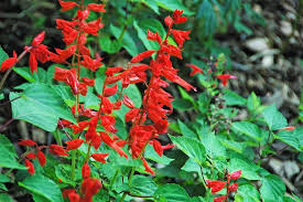 21 Best Native Plants For Florida