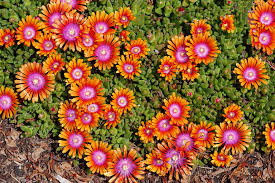 Ice Plant Deloa