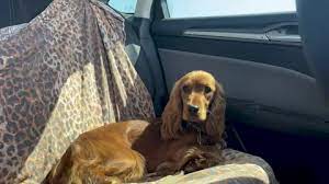 Dog In Car Stock Footage Royalty Free