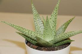 Most Instagrammable Plants