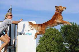 dock dogs are you in the know