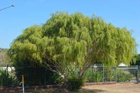 Best Weeping Trees For Small Gardens