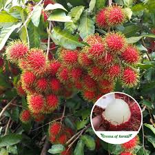Buy Ramn Kg10 Bud Fruit Plant