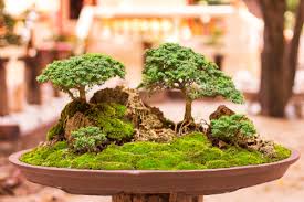 Bonsai Plants How To Make And Maintain