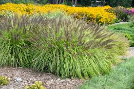 Fountain Grass Ultimate Pennisetum