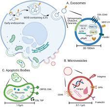 exosome processing and characterization