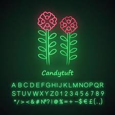 Candytuft Neon Light Icon Aster Garden