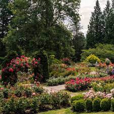 Portland Rose Gardens And Where To Find