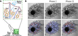 Contractile Module In Porifera