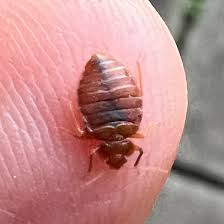 What Are Bed Bugs How To Get Rid Of
