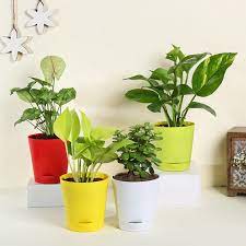 Indoor Plants For Home Up To 50 Off
