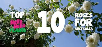 Top 10 Roses For Australia O