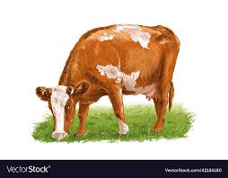 Cow Is Standing Nibbling Grass Sketch