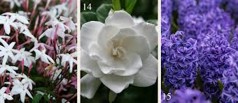 21 Plants For A Fragrant Garden