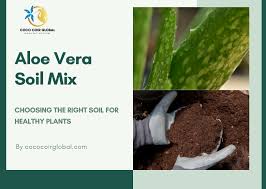 Top 6 Aloe Vera Soil Mix Choosing The
