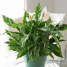 31 Best Low Light Indoor Plants To
