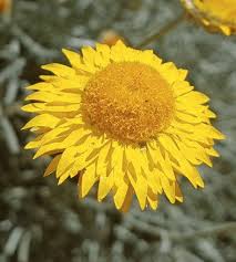 Plant A Flower Garden For My Grandma