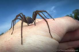 Immense Spiders That Can Pierce Human