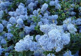 A Guide To Growing California Lilacs